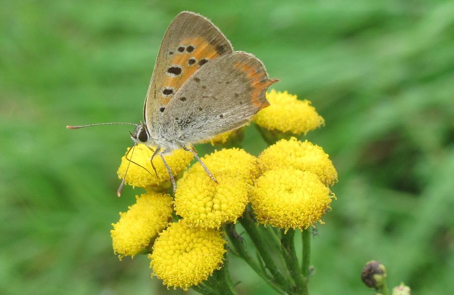 Lycaena phlaeas?